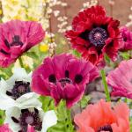 Fleurs - Pavot Pizzicato Varié - face recto